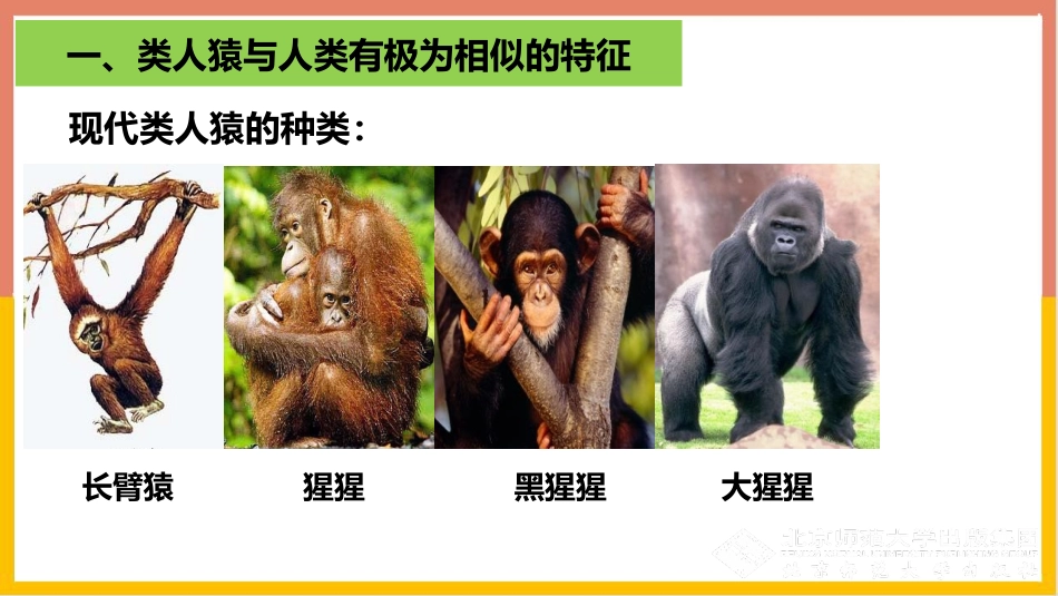《人类的起源和进化》PPT优质课件[北师大版八年级生物下册]_第2页