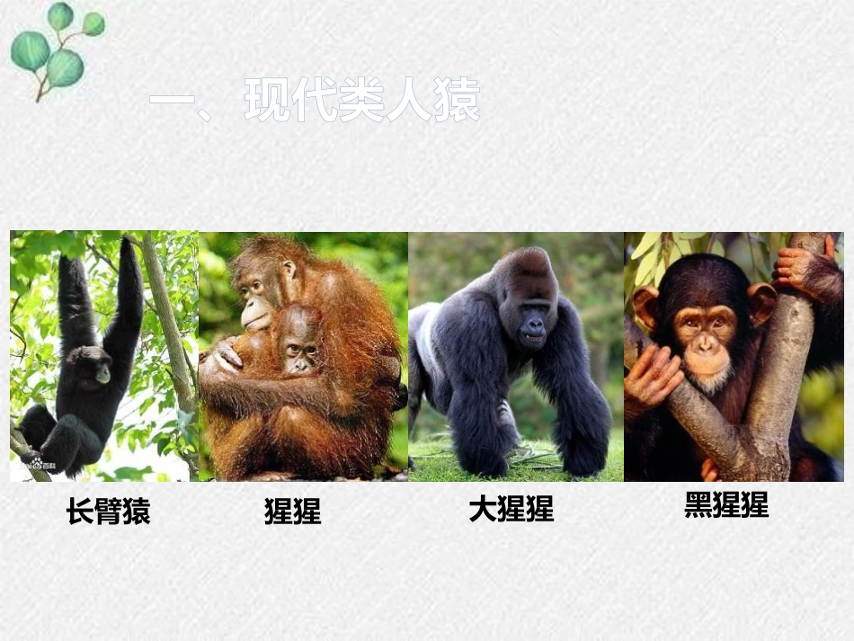 《人类的起源和进化》PPT优秀课件[北师大版八年级生物下册]_第3页
