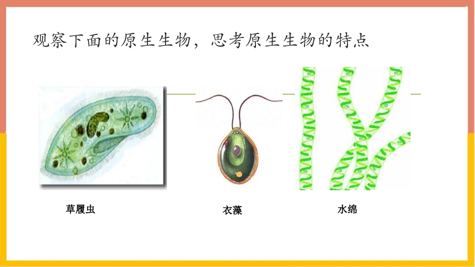 《原生生物的主要类群》PPT课件[北师大版八年级生物下册]_第3页