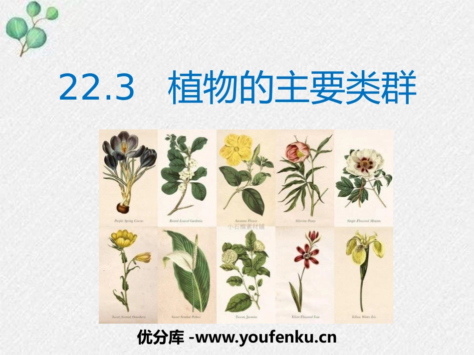 《植物的主要类群》PPT课件[北师大版八年级生物下册]_第1页
