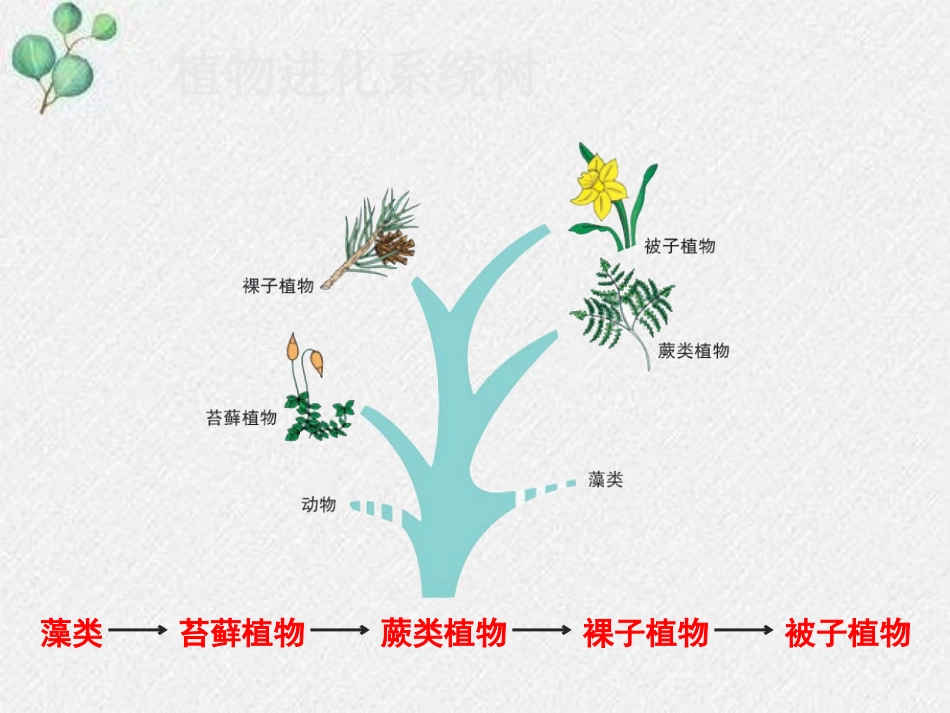《植物的主要类群》PPT课件[北师大版八年级生物下册]_第2页