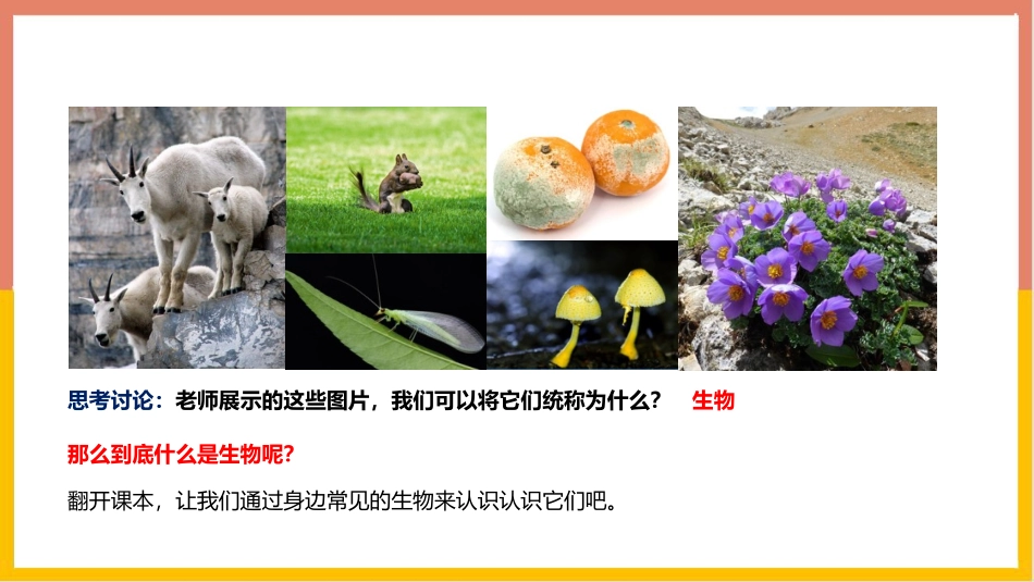 《我们周围的生物》PPT优秀课件[苏教版七年级生物上册]_第3页