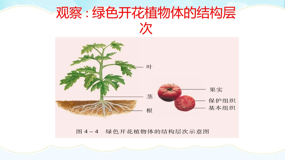 《细胞的分裂与分化》PPT免费课件[苏教版七年级生物上册]_第2页