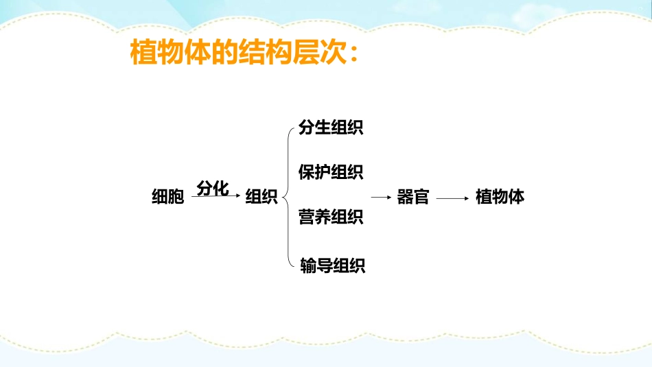 《细胞的分裂与分化》PPT免费课件[苏教版七年级生物上册]_第3页