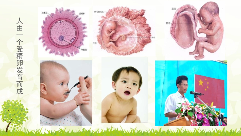 《细胞的分裂与分化》PPT课件[苏教版七年级生物上册]_第3页