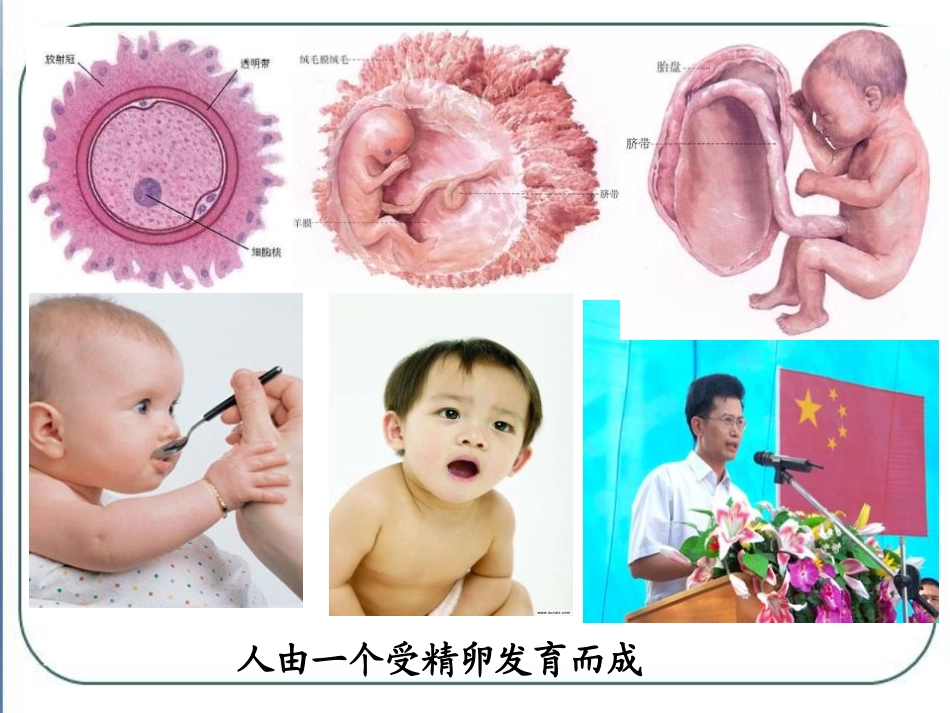 《细胞的分裂与分化》PPT精品课件[苏教版七年级生物上册]_第2页