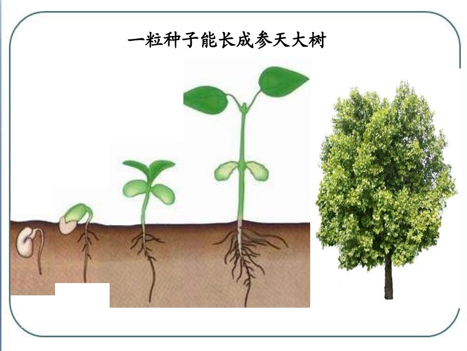 《细胞的分裂与分化》PPT精品课件[苏教版七年级生物上册]_第3页