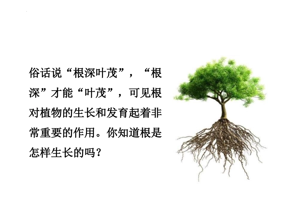 《植物根的生长》PPT免费课件[苏教版七年级生物上册]_第2页