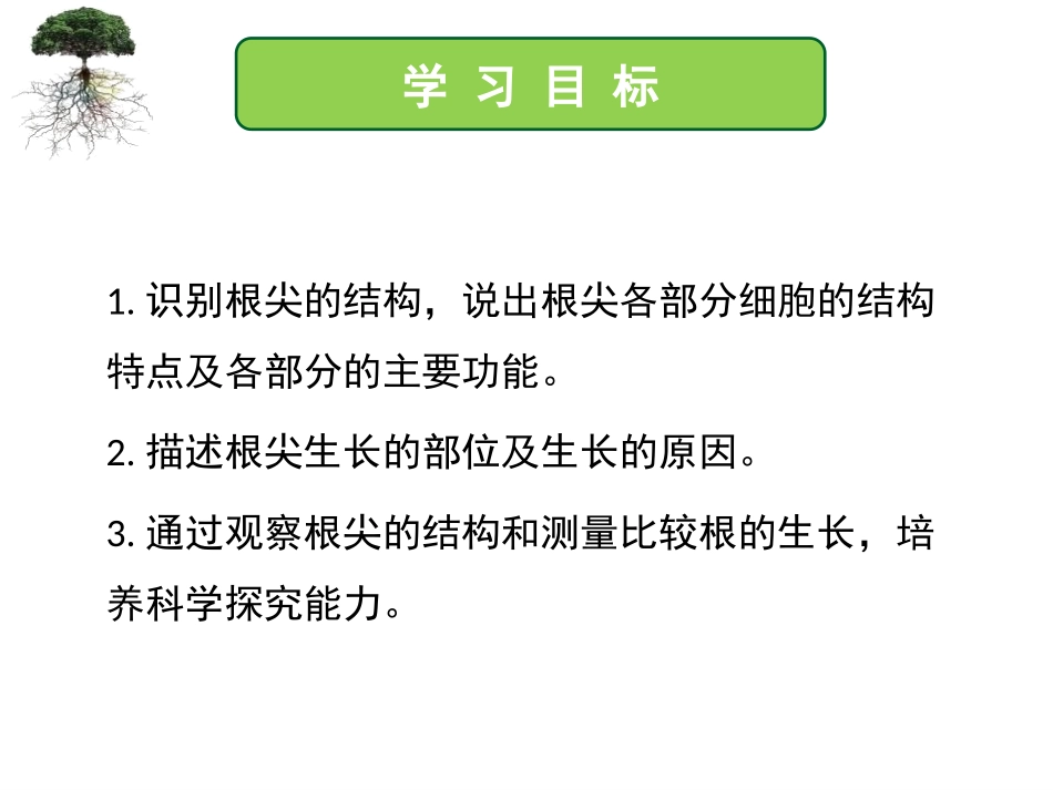 《植物根的生长》PPT免费课件[苏教版七年级生物上册]_第3页