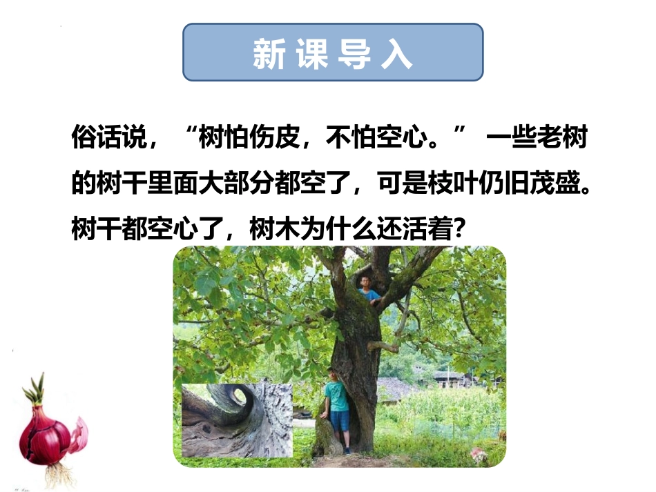 《植物茎的输导功能》PPT免费课件[苏教版七年级生物上册]_第2页