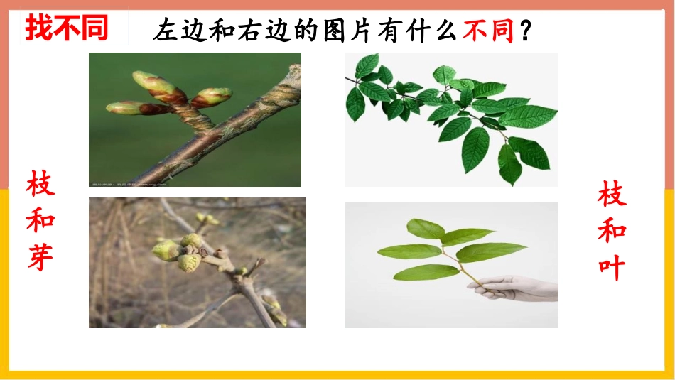 《植物茎的输导功能》PPT课件[苏教版七年级生物上册]_第3页