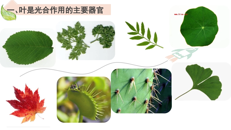 《植物光合作用的场所》PPT课件[苏教版七年级生物上册]_第3页