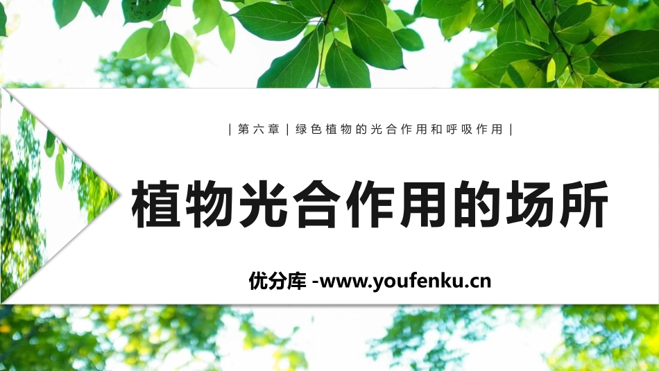 《植物光合作用的场所》PPT免费课件[苏教版七年级生物上册]_第1页