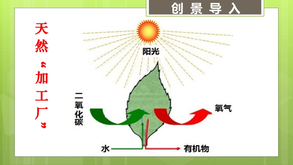 《植物光合作用的实质》PPT教学课件[苏教版七年级生物上册]_第2页