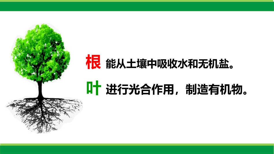 《植物光合作用的实质》PPT课件[苏教版七年级生物上册]_第3页