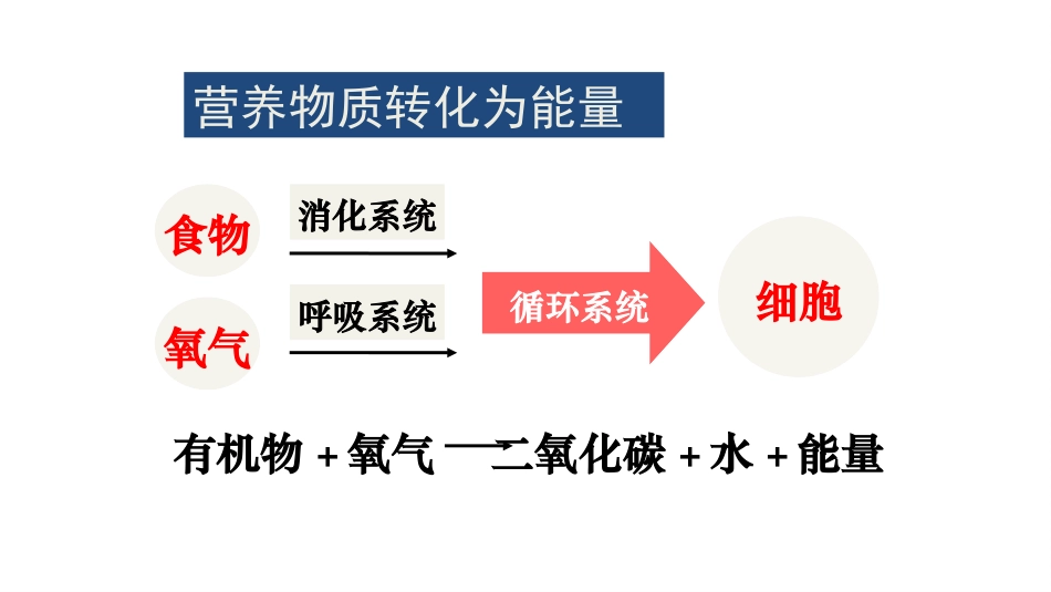 《人体能量的供给》PPT优秀课件[苏教版七年级生物下册]_第3页