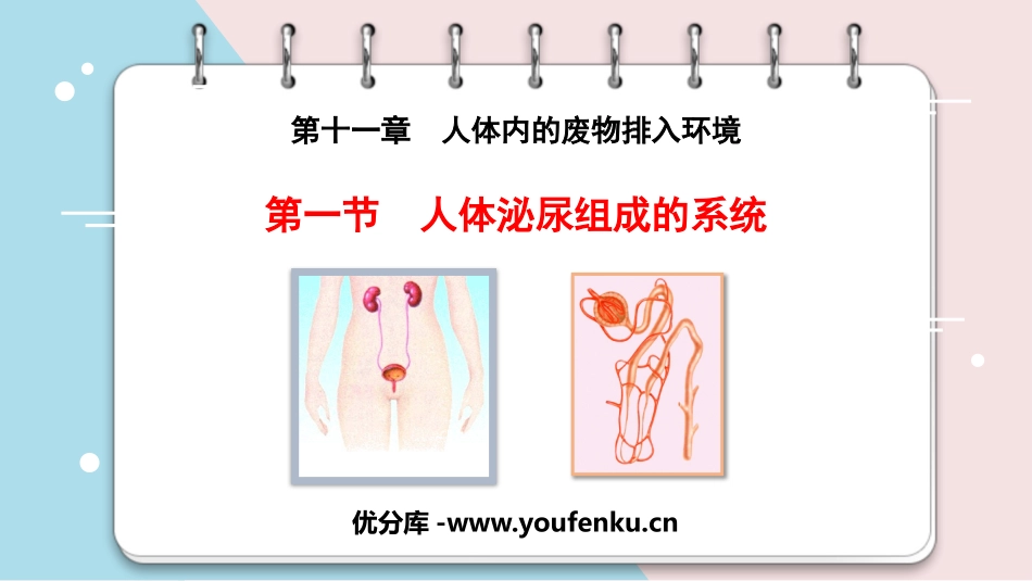 《人体泌尿系统的组成》PPT精品课件[苏教版七年级生物下册]_第1页