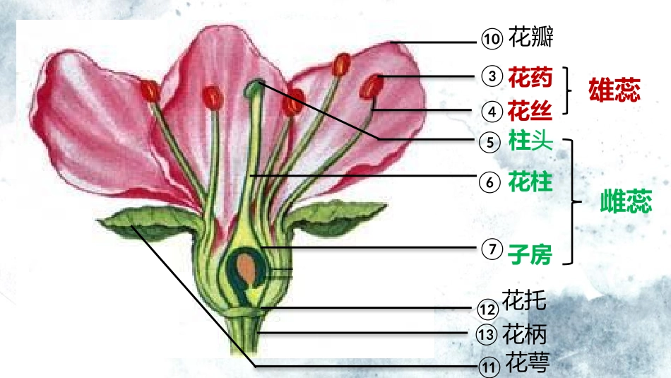 《植物的有性生殖》PPT精品课件[苏教版八年级生物下册]_第3页