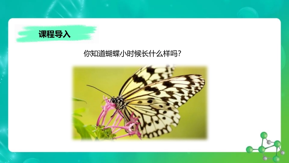 《昆虫的生殖与发育》PPT优秀课件[苏教版八年级生物下册]_第2页