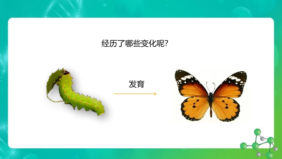 《昆虫的生殖与发育》PPT优秀课件[苏教版八年级生物下册]_第3页