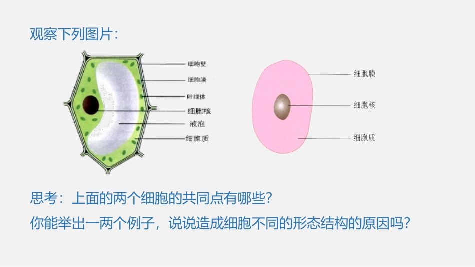 《细胞的多样性和统一性》走近细胞PPT教学课件(第2课时)_第3页
