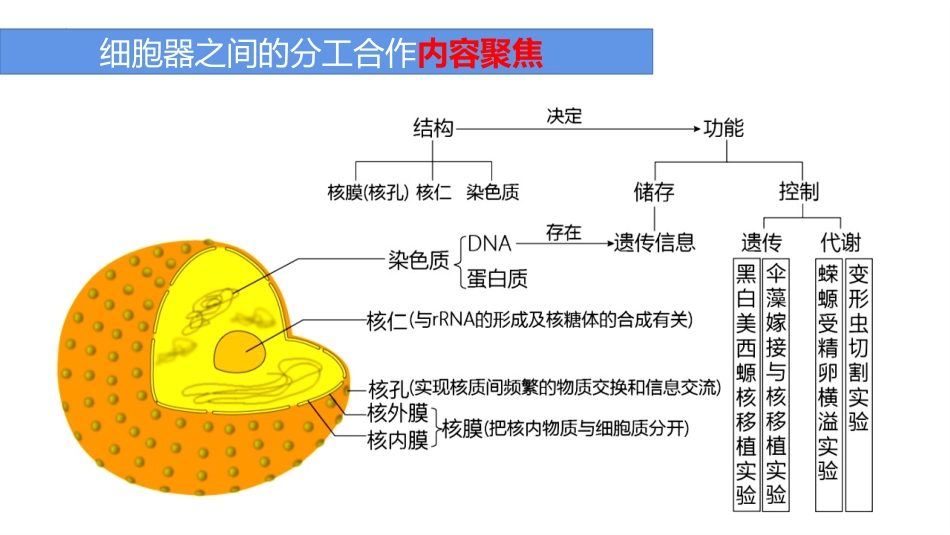 《细胞核的结构和功能》细胞的基本结构PPT课件[人教版高中生物必修一]_第3页