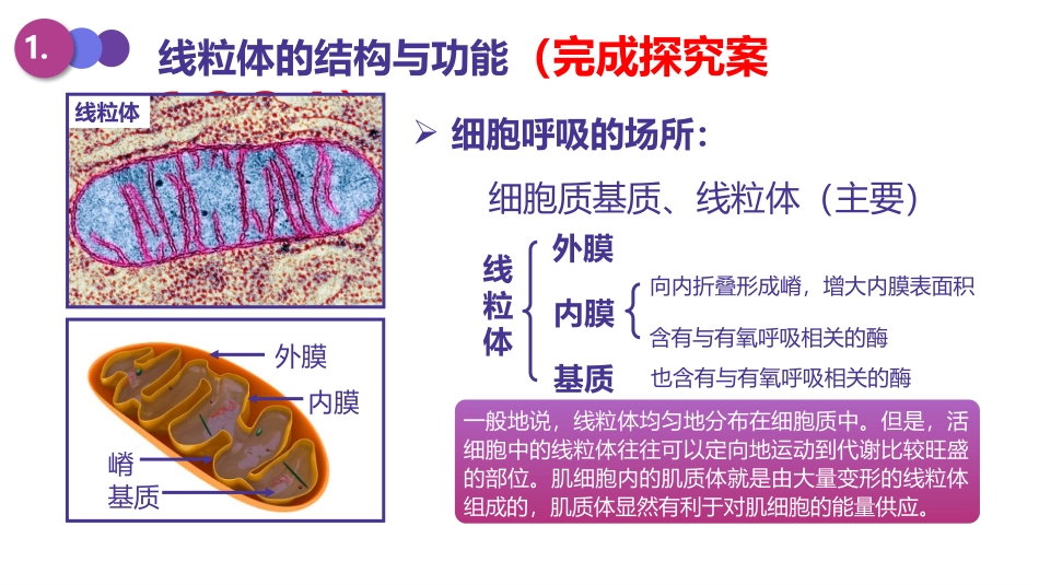 《细胞呼吸的原理和应用》细胞的能量供应和利用PPT课件_第3页