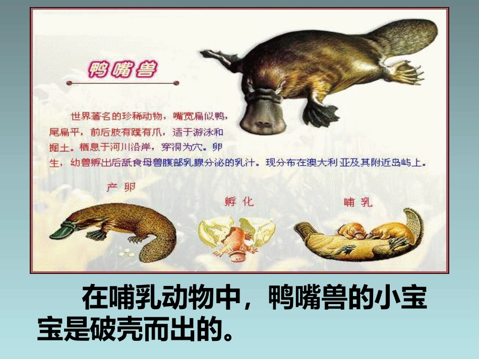 《出壳了》PPT教学课件[一年级美术下册]_第2页
