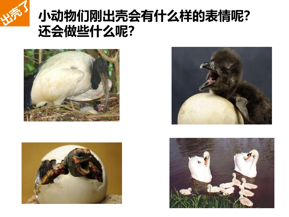 《出壳了》PPT教学课件[一年级美术下册]_第3页