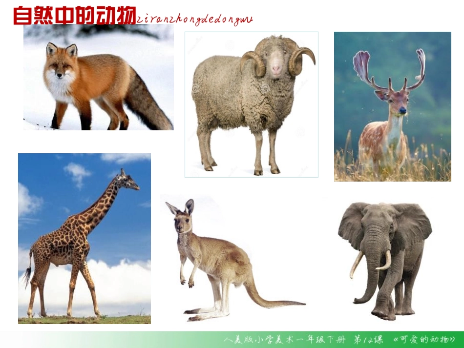 《可爱的动物》PPT精品课件[一年级美术下册]_第2页