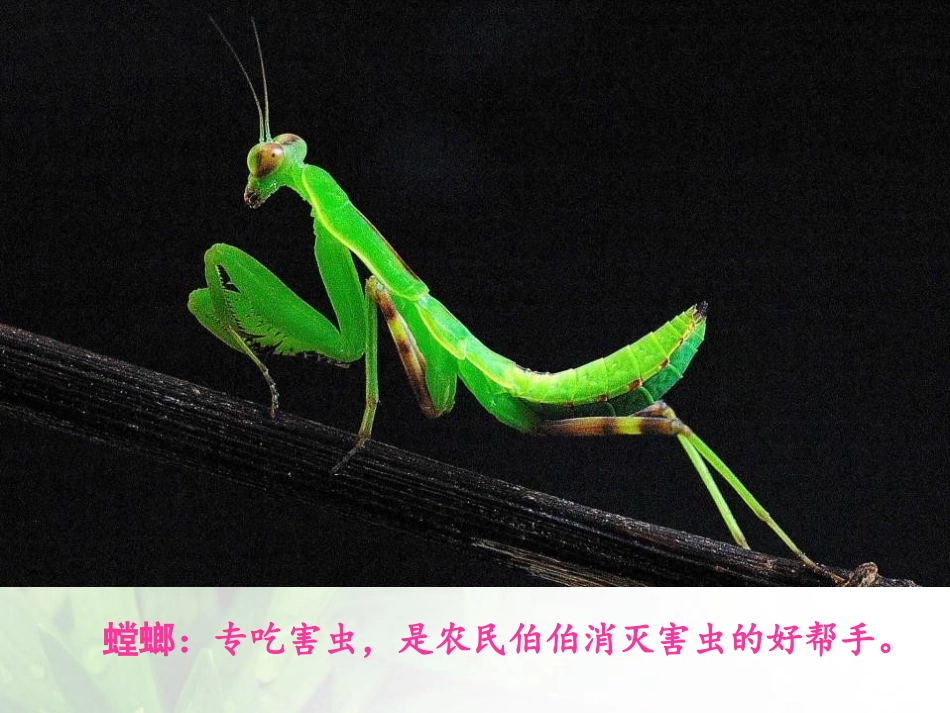 《我和昆虫》PPT课件[一年级美术下册]_第2页