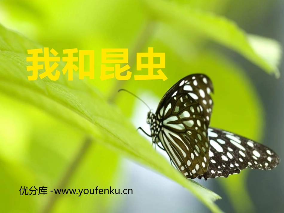 《我和昆虫》PPT教学课件[一年级美术下册]_第1页