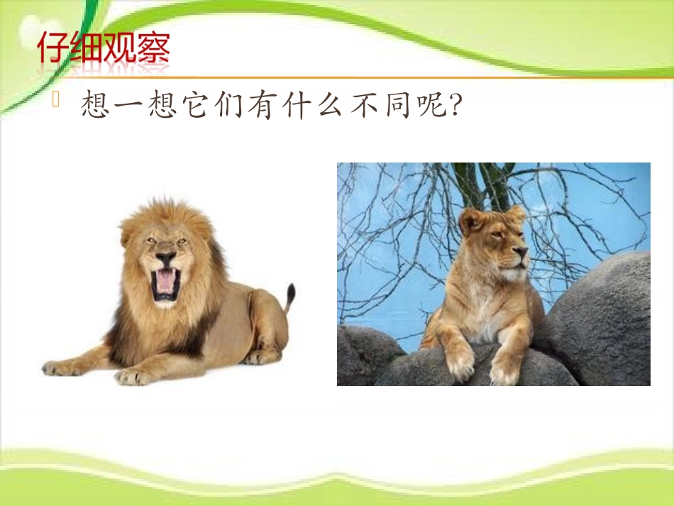《狮子大王》PPT教学课件[一年级美术下册]_第3页