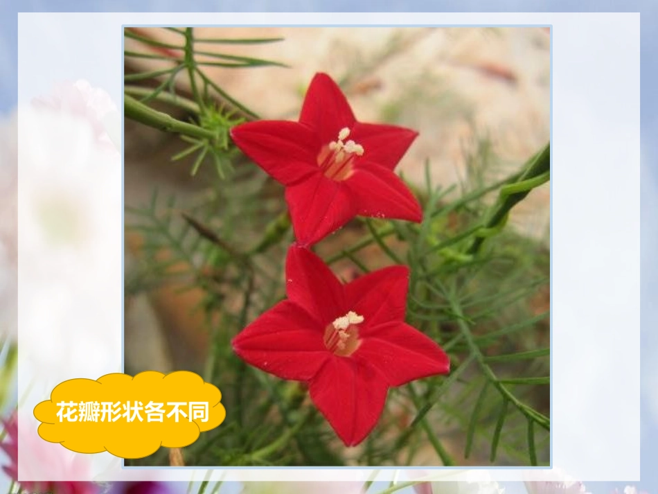 《茂密的花》PPT课件[二年级美术上册]_第2页