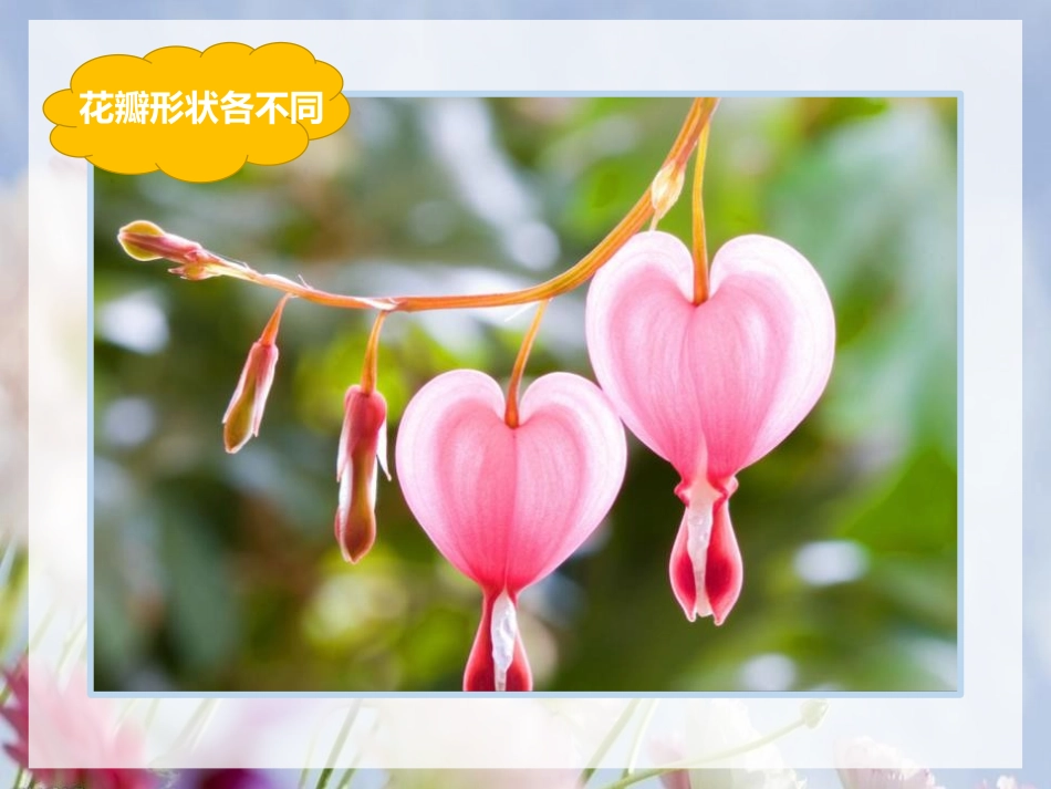 《茂密的花》PPT课件[二年级美术上册]_第3页