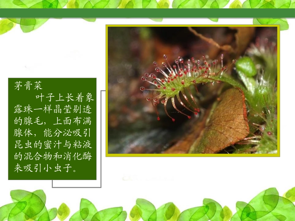 《吃虫草》PPT课件[二年级美术下册]_第2页