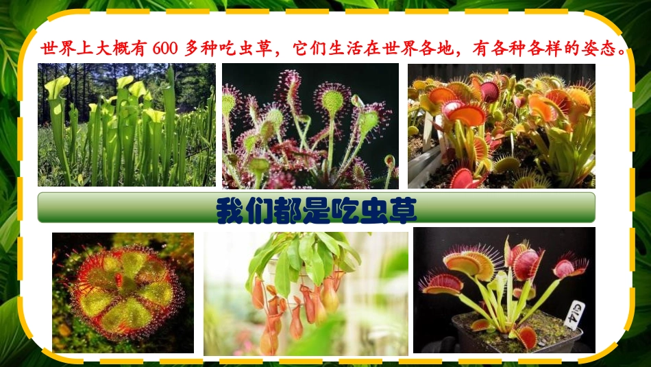《吃虫草》PPT课件[二年级美术下册]_第3页