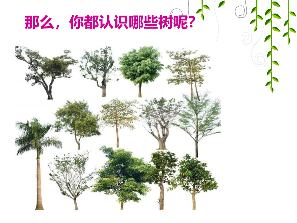 《认识身边的树》PPT课件[二年级美术下册]_第2页