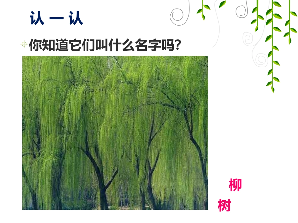 《认识身边的树》PPT课件[二年级美术下册]_第3页