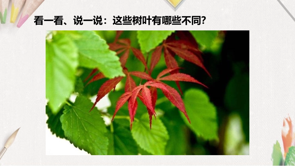 《拓印树叶真有趣》PPT课件[三年级美术上册]_第2页