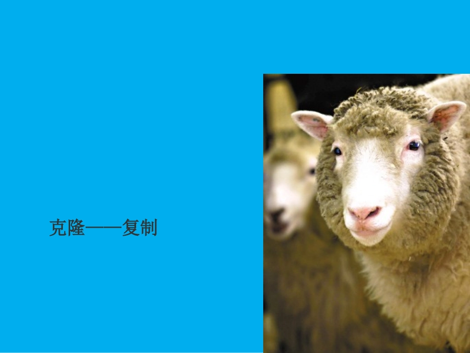 《对印版画》PPT教学课件[三年级美术上册]_第2页