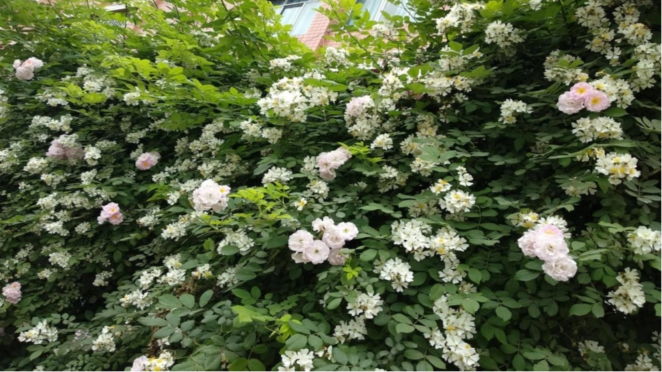 《生活与艺术中的花》PPT课件[三年级美术下册]_第2页