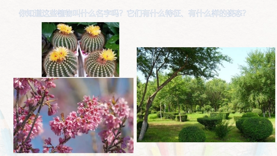 《植物写生》PPT课件[四年级美术下册]_第2页
