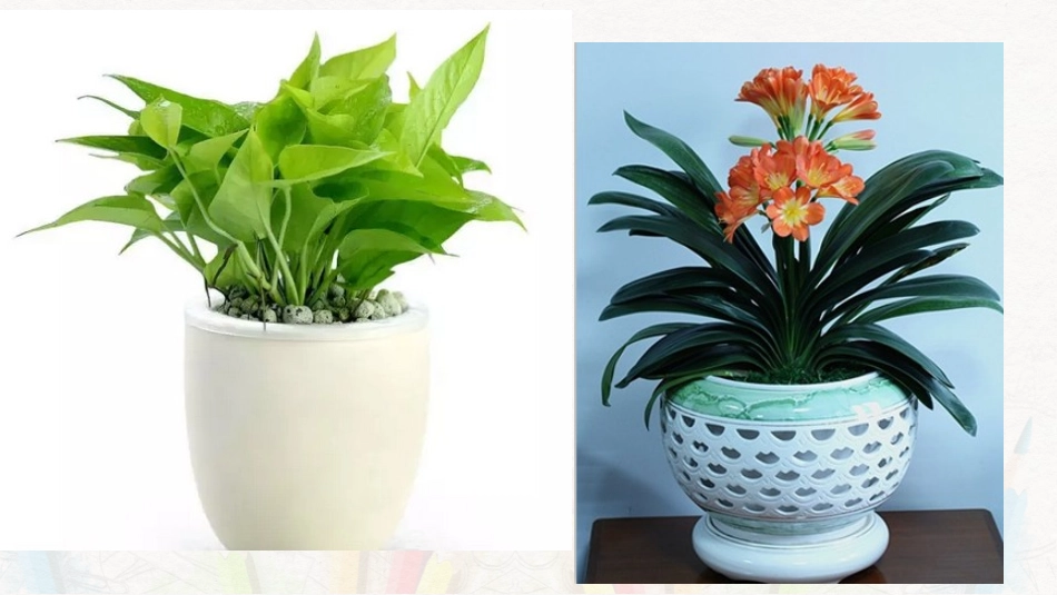 《植物写生》PPT课件[四年级美术下册]_第3页