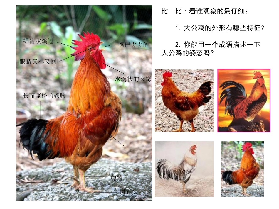 《艳丽的大公鸡》PPT教学课件[四年级美术下册]_第2页