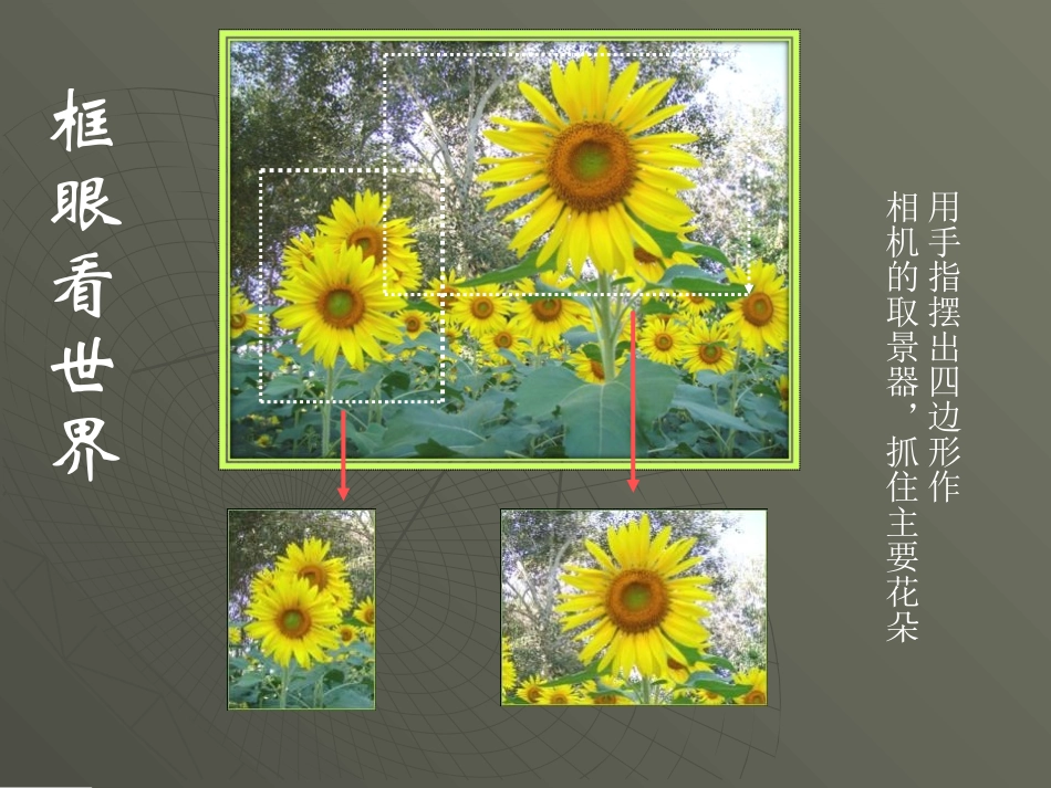《镜头里的花》PPT课件[六年级美术上册]_第2页
