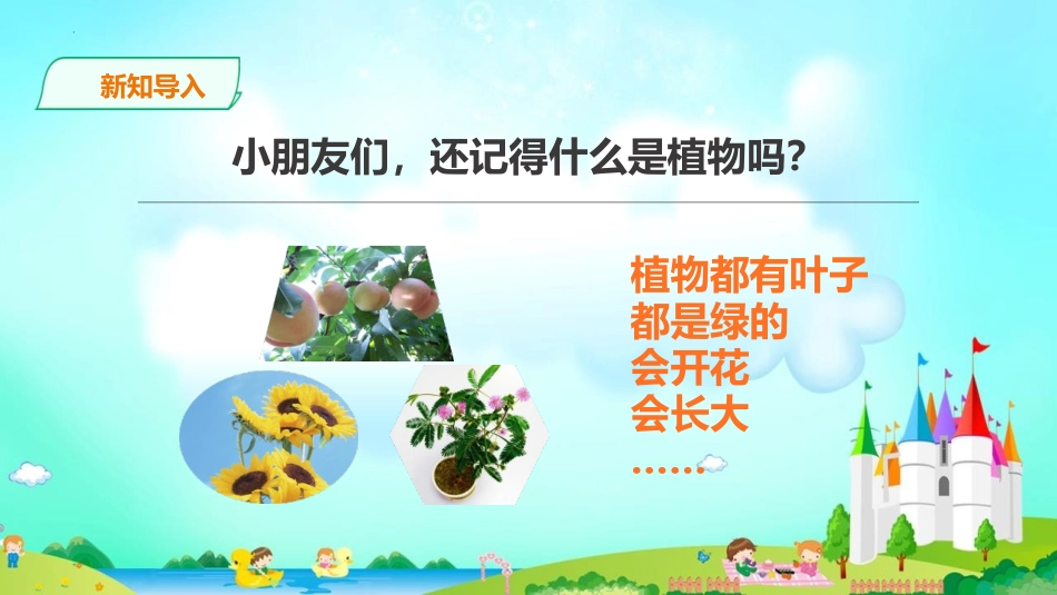 《观察一棵植物》PPT课件[教科版一年级科学上册]_第2页