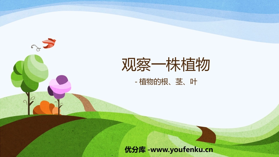 《观察一棵植物》PPT精品课件[教科版一年级科学上册]_第1页