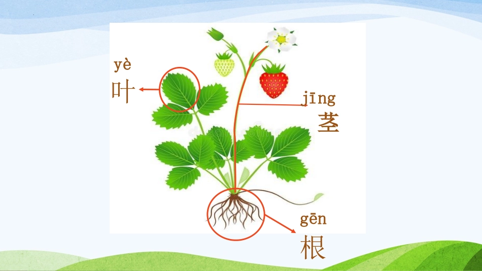 《观察一棵植物》PPT精品课件[教科版一年级科学上册]_第2页