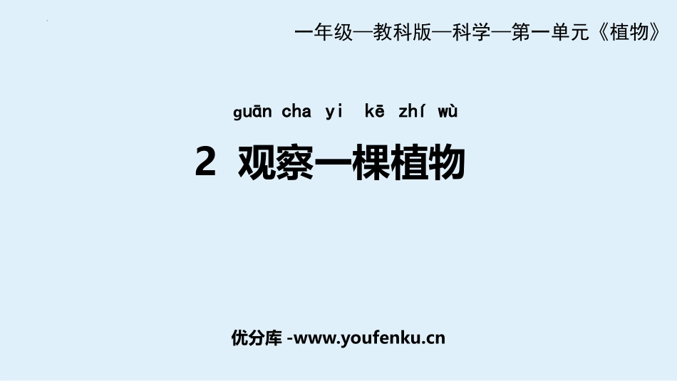 《观察一棵植物》PPT优质课件[教科版一年级科学上册]_第1页